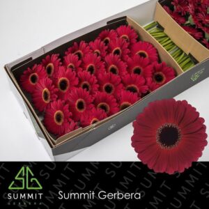 caja de flor gerbera