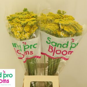 dos ramos de flores Achillea