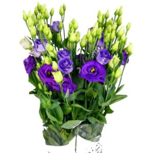 Lisianthus Dob. Rosita Blue